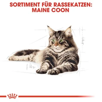 ROYAL CANIN Maine Coon Adult 10 Kg 6 ROYAL CANIN Maine Coon Adult 10 Kg – Bild 6