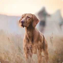 REAL NATURE Snackwurst 12x80g Geflügel -Zoofachgeschäft 2a7e6cb20be89e03efc3fb044f52385d1267f3cd 1314110 de DE Real Nature Original Dog bild 5