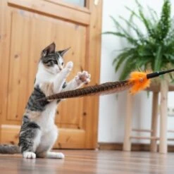 Schlitzohr Federwedel Birdy 3er Pack -Zoofachgeschäft 2e08cedc855b4fe4d22372cc22f48cef3188be3c 1659562 de DE 4a8ba2ccf79071630769db1080a8b14fba93fcb3EKX8X8