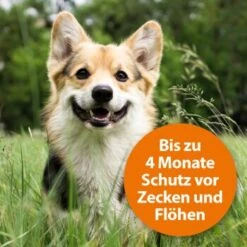Ardap Zecken- & Floh-Halsband Für Hunde M -Zoofachgeschäft 332a6969297a8d179e0515a1ef99e573ef0595ec 1221081 de DE 97ec993093b270e73fcc9e119afd15179c371c32egMWJe