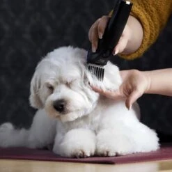 Moser Schermaschine Arco Pro -Zoofachgeschäft 365e29754c538dcc259069da0cc9793e69d0b654 8ffdd5bc19f3a136ec865d6030d040722a7ad1c3