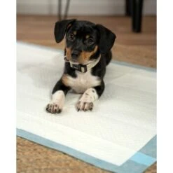 Lionto Welpenunterlage 6-lagig L -Zoofachgeschäft 4274421ea2d35125f015c28a49d1a6bdcfc126a3 1665927 de DE 302567d508aecfa59a43e3f8f707de496aef7c58MXzLu8