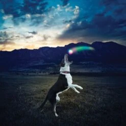 Nite-ize Nite Ize GlowStreak LED Ball -Zoofachgeschäft 43e2b2f69678f8bd9a4783234d4d2f0f6539de2c aa0d4fe645719d25b1229e63d789e39274accd93