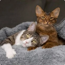 SELECT GOLD Pure Chicken Snack Kitten 8 X 75g 5 SELECT GOLD Pure Chicken Snack Kitten 8 X 75g -Zoofachgeschäft 536de371626fbac7381fe51ce63607aedfae0cd8 1099803 de DE 4 Select Gold Cat 5