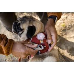 Ruffwear Front Range™ Geschirr Rubin S -Zoofachgeschäft 567b777a41bdee4eec308eeb362ffd11b7423791 1651482 de DE b49ca7da48d523f760dd25d7f92b9fc05b8c4582Cx8pqb