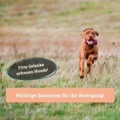 BeG Buddy Gelenk Fit Tabletten -Zoofachgeschäft 6218f467461529b33e78e061fd5bbfb6d1d2f7da 1457251 de DE a3695c7b63d65681a9295d83a6d1397da5c497d1Hm4zed