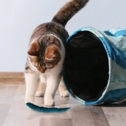 Kater Kasimir 3 Handgerollte Filzwürmchen Aus Schurwolle + 1 Mini-Flasche Katzenminze-Spray -Zoofachgeschäft 628f7d1d4ec1f70990cd24d861db16d7b447278c 1409266 de DE e1034005335ef5de37662c8ab367f77b33e0f5830ItxtL