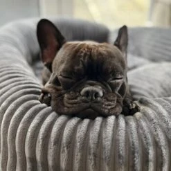 Wallace & Jones Hundebett Cordo Dunkelgrau S -Zoofachgeschäft 650358cd3f1512840f1cd8a9a581a4dfbde6e458 1449005 de DE dc5e53058606749041c91f632b2e56fc84c2efc1LzmiN1