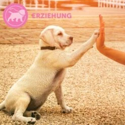 ADAPTIL Junior Halsband Anti Stress Erziehungshalsband 17 ADAPTIL Junior Halsband Anti Stress Erziehungshalsband -Zoofachgeschäft 67b89bee3850f699c65a5983d0d06574d2ec9208 1287044 7