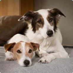 SELECT GOLD Sensitive Adult Mixpaket 6x400g Mixpaket 1 5 SELECT GOLD Sensitive Adult Mixpaket 6x400g Mixpaket 1 -Zoofachgeschäft 6abb6915af23c615d0cf74853b0a3bb663e7931c 1096086 de DE 4 Select Gold Dog 2