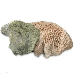 ProCani Buy Nature Pansen Grün 16x500 G -Zoofachgeschäft 71a8a83dd756fbb16781bf6cc22fc4476cf3d110 1408847 de DE Pansen Napf Aufsicht 2