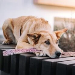 THE DOG IDEA Boho-Chic Hundeleine June 1,2 M -Zoofachgeschäft 803101f3242a39efaaa93e667a4c0ccc0534c558 1662738 de DE 9ae6d8cc0853bff05aacc9fa71108f2141b94818Xy2XA2