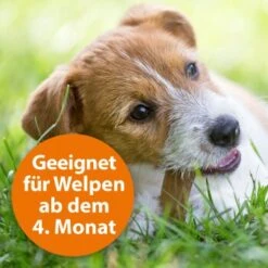 Ardap Zecken- & Floh-Halsband Für Hunde M -Zoofachgeschäft 8c7780054977f67bacc151139c6a423e7b9598d5 1221081 de DE eaa998d5d9a4dddabb20499675a876ce02b34af5kOh2o6