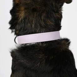 THE DOG IDEA Biothane Halsband Lavendel Violett S -Zoofachgeschäft 8cf7ca8bca4e053ecd9a93c922b2a7b929ee1627 1487846 de DE 8cd6209f2c4ec6a65a42803cb59a801433fb7630ps8JLP