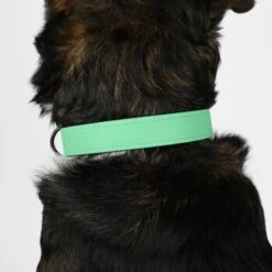 THE DOG IDEA Biothane Halsband Mint Mint S -Zoofachgeschäft 8d1a5f805460d30b5764d835ccc7075c7a97e817 1679174 de DE e9d0d70e6fbe2729d1d5025777841e5f97dcbb26MSdywL