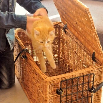 Aumüller Katzenhöhle Eckig 5 Aumüller Katzenhöhle Eckig – Bild 5