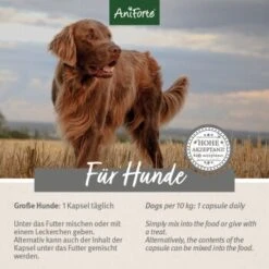 Aniforte Zecken Schild (35 Bis 50kg) Für Große Hunde 60 Kapseln -Zoofachgeschäft 97cec187f568c6d54681cdd255c40c480b160e91 1444358 de DE ffd45c07e5d1db9ca6ca2f6cb8b8fd03b27d87f7vfb8Nc