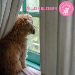 ADAPTIL Junior Halsband Anti Stress Erziehungshalsband 18 ADAPTIL Junior Halsband Anti Stress Erziehungshalsband -Zoofachgeschäft 9bbf7e6f41f83b5fa8b29d667d967c1e0968de59 1287044 8