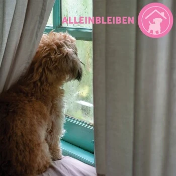 ADAPTIL Junior Halsband Anti Stress Erziehungshalsband 9 ADAPTIL Junior Halsband Anti Stress Erziehungshalsband – Bild 9