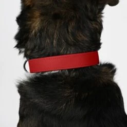 THE DOG IDEA Biothane Halsband Rot Pfirsich M 11 THE DOG IDEA Biothane Halsband Rot Pfirsich M -Zoofachgeschäft a2dde414f560873d9c361bfaaab5aec51c9501ca 1487826 de DE a77155468a16a8a10a200f7ad5291af908014afbPYRziU