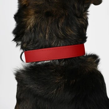 THE DOG IDEA Biothane Halsband Rot Pfirsich M 6 THE DOG IDEA Biothane Halsband Rot Pfirsich M – Bild 6