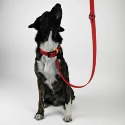 THE DOG IDEA Biothane Hundeleine Rot 5 THE DOG IDEA Biothane Hundeleine Rot -Zoofachgeschäft a4ed9dbc7c9d306c0d63a9ffa74e560c75d48ea2 1487830 de DE 896df9c50beb93fde333eb9b7f5f24e0014b865156ThUF