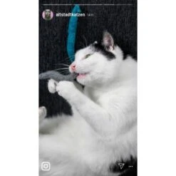 Kater Kasimir Premium Paket Mit 7 Beliebten Katzenspielzeugen Aus Naturmaterial -Zoofachgeschäft a8d63102b5d85ff6bd190320cd050bd7abfcc3ad 1408152 de DE 1fc0cc3c919dcaaf28a0e442859a52c0a2aaef43aLT5KO