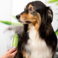 Moser Unterwollrechen -Zoofachgeschäft a9457afef8cc9854b1cc05428060e6aca1aa62d7 f209ef3f70da272484eca7394d5156f09925de7d