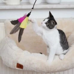 Schlitzohr Katzenangel Federanhänger 5x -Zoofachgeschäft ac968f3e92fea38def92e5a7524fa7085dc78563 1484675 de DE ddb20d567bfb55f49958028f07ad50186cd87523xUAnfc