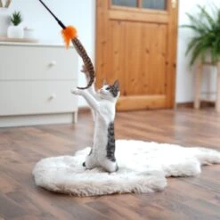 Schlitzohr Federwedel Birdy 3er Pack -Zoofachgeschäft ad71433917b4c75207a76b8cde2a63e28ac6a3f4 1659562 de DE 3439e97a8a6ef7574f0506829a0694961b8792bfHS2VqL