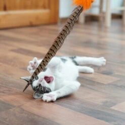 Schlitzohr Federwedel Birdy 3er Pack -Zoofachgeschäft b2468018bd2b888c11ee64154d86732de60c7830 1659562 de DE 7d36675a42a956412d003b03e1f072b0ae0379063UsHBd