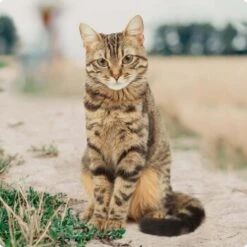 REAL NATURE Adult Mixpaket Wurst 12x70g -Zoofachgeschäft bc56b458619aa86240780c2f64ff928db9b8da6b 1246887 de DE Real Nature Original Cat Bild