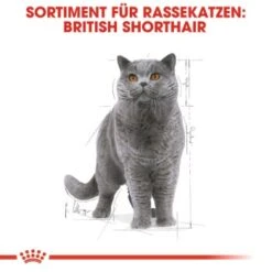 ROYAL CANIN British Shorthair 12x85g -Zoofachgeschäft cef864a6d96bd724a83d6f9b8b025859b152e48f 162627d7285521633865f39e7637e23ccc5e9a86
