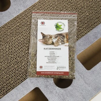 Canadian Cat Company Katzenspielplatz PlayPlate L Hellgrau 3 Canadian Cat Company Katzenspielplatz PlayPlate L Hellgrau – Bild 3