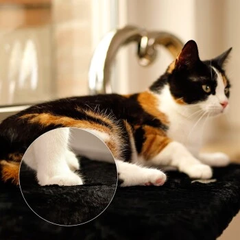 Lionto Katzenliege Für Fensterbank Schwarz 2 Lionto Katzenliege Für Fensterbank Schwarz – Bild 2