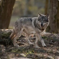 REAL NATURE WILDERNESS Wurst Adult 6x400g Best Beef - Rind Mit Amaranth & Karotte -Zoofachgeschäft d8df16d01d44eca47dceb4029baf88ff4ded8402 1248542 de DE Real Nature Wilderness Dog bild