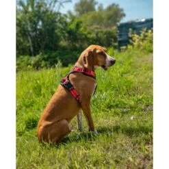 Lionto Hundegeschirr Rot S -Zoofachgeschäft e1e5d7281bb54587c9cff27191ba403207d751ba 1505063 de DE 33ca4878bd99f4cd08d64587c69816d2bb9620798GDLth