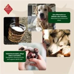 ChronoBalance Kuhmilch Käsestick Für Hunde 65 G -Zoofachgeschäft e6a87c905a2cea9bcf698f1efe84fa448df25310 1409631 de DE ad3c3860dd1f5c0542b042c1c87b5544be17d6b0QR3AYw