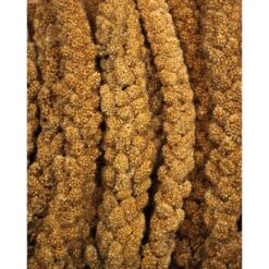 JR Farm Gelbe Kolbenhirse 1,5 Kg -Zoofachgeschäft f38b3973c37de3c4049cfe33760d45f9b1030524 bf617f613049b6bf32c99e0b1ff1845b71b1521d