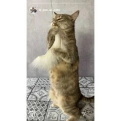 Kater Kasimir Premium Katzenangel Mit 4 Handgemachten Anhängern Aus Naturmaterial -Zoofachgeschäft f5a0947d639de966c4125c979f26b15c23b5fa95 1408150 de DE aa9d1c169f7ec9191367c416c4b64e9770f966aeO7Adip